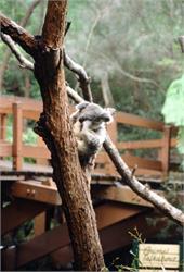 01460_Sydney Zoo